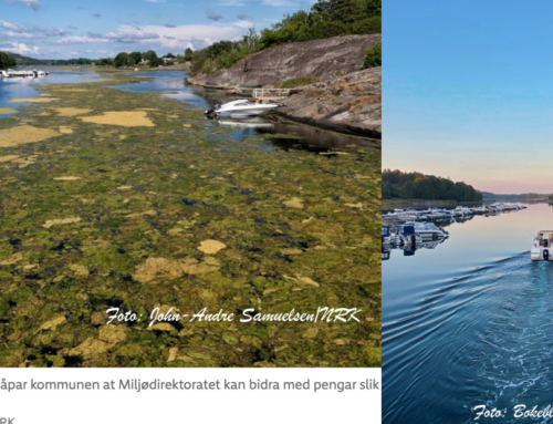 Viksfjord gror igjen med grønnalger og Miljødirektoratet vil heller ikke gi økonomisk støtte i 2024.