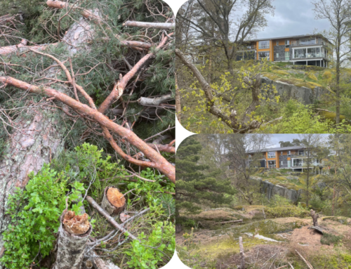 Larvik kommune politianmelder ulovlig felling av trær på kommunens friområde ved Skrenten.